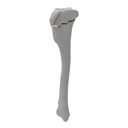 renderowanie kosci.361