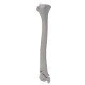 renderowanie kosci.377