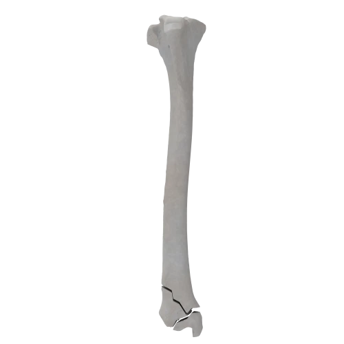 renderowanie kosci.377