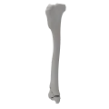 renderowanie kosci.381