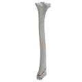 renderowanie kosci.378