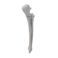 renderowanie kosci.406