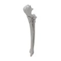 renderowanie kosci.421