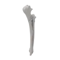 renderowanie kosci.422