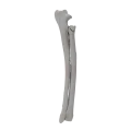 renderowanie kosci.427