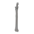 renderowanie kosci.435