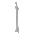 renderowanie kosci.439