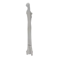 renderowanie kosci.444