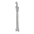 renderowanie kosci.449