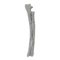 renderowanie kosci.467