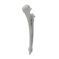 renderowanie kosci.456