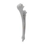 Radius and Ulna - Canine - Fracture 23-A1 acc. to AOVet