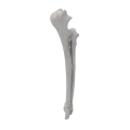 renderowanie kosci.461