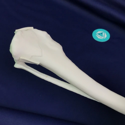 renderowanie kosci.500