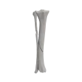 renderowanie kosci.517