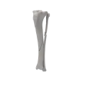 renderowanie kosci.515