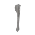 renderowanie kosci.519