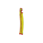Colored Bone Map - Cat - Ulna & Radius