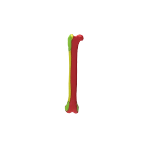 Colored Bone Map - Cat - Femur