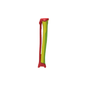 Colored Bone Map - Cat - Tibia & Fibula