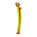 Colored Bone Map - Dog - Ulna & Radius