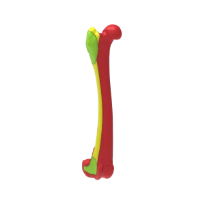 Colored Bone Map - Dog - Femur