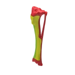 Colored Bone Map - Dog - Tibia & Fibula