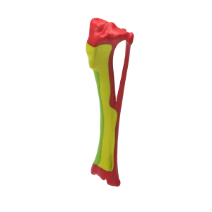 Colored Bone Map - Dog - Tibia & Fibula