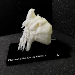Dog - Heart Model