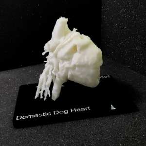 Dog - Heart Model
