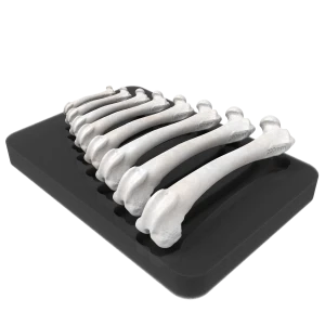Premium Model Set for Plate Contouring  - Canine Left and Right Femur