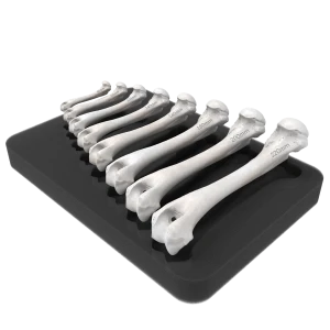 Premium Model Set for Plate Contouring  - Canine Left and Right Humerus 