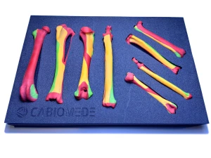 Colored Bone Map - Set of Dog & Cat Bones