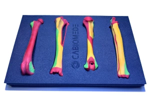 Colored Bone Map - Set of Dog Bones