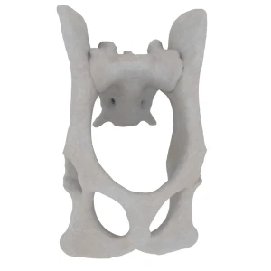 Pelvis  with Sacrum - Feline