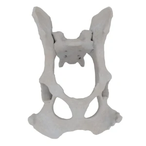 Pelvis with sacrum- Canine
