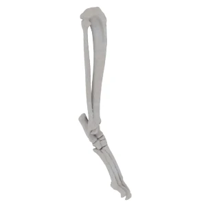 Cat - Tarsal Joint (Ankle)