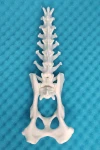 Movable Lumbar Spine with Pelvis - Canine