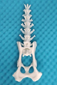 Movable Lumbar Spine with Pelvis - Canine