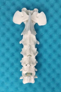 Movable Cervical Spine - Canine