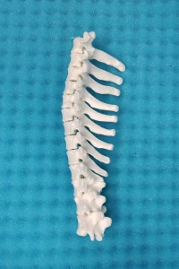 Movable Thoracic Spine - Canine