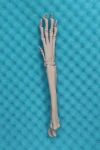 Feline Wrist
