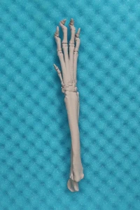 Feline Wrist
