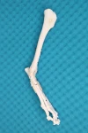 Movable  Tarsal Joint (Ankle) - Canine