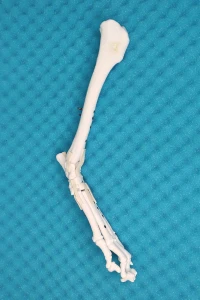 Movable  Tarsal Joint (Ankle) - Canine