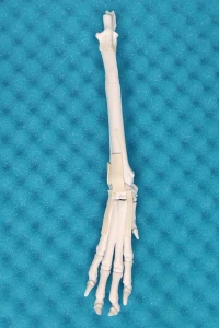 Movable  Carpal Joint (Wrist) - Canine 