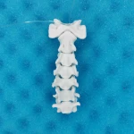 Movable Cervical Spine - Feline