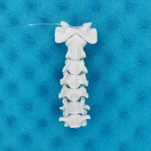 Movable Cervical Spine - Feline