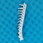 Movable Thoracic Spine - Feline