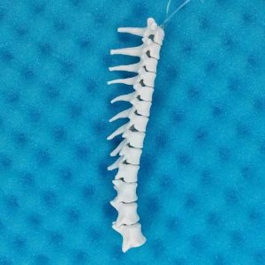 Movable Thoracic Spine - Feline